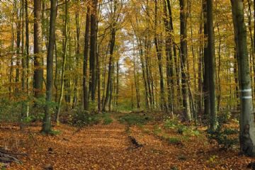 Manifestazione d'Interesse finalizzata alla stipula di un Accordo di Foresta presso Sauze di Cesana