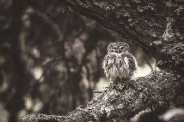 Alberto Casse <br>La Civetta Categoria Natura 